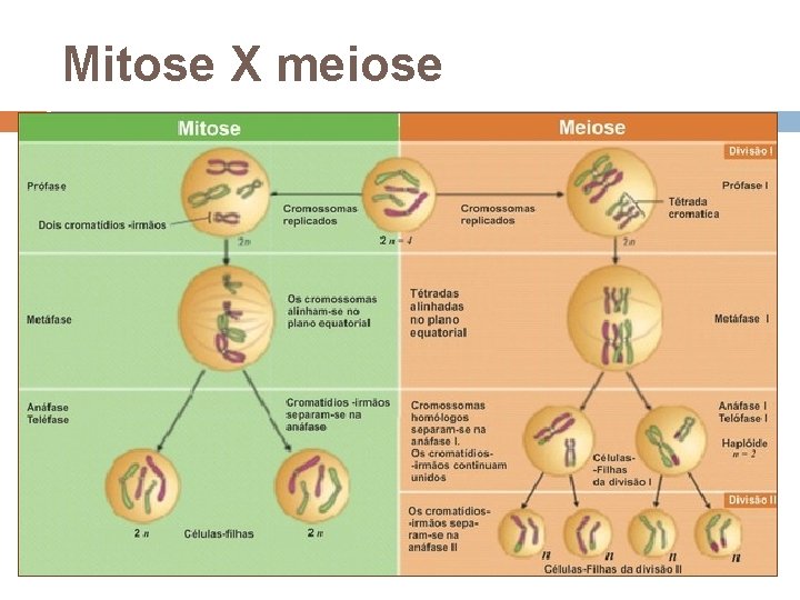 Mitose X meiose 