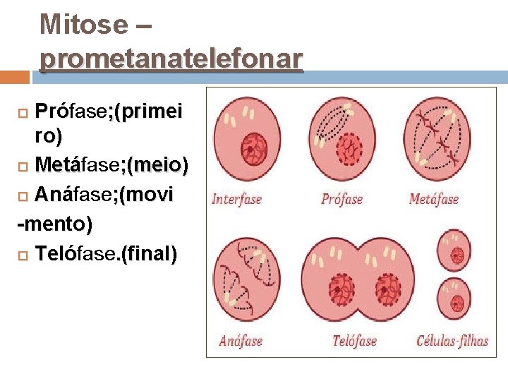 Mitose – prometanatelefonar Prófase ; (primei Pró ro) Metáfase ; (meio) Metá Anáfase ;