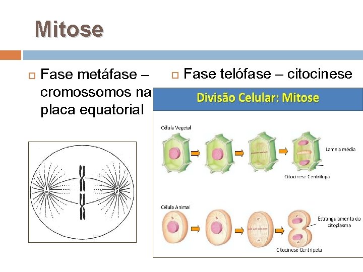  Mitose Fase metáfase – cromossomos na placa equatorial Fase telófase – citocinese 