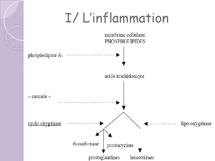 I/ L’inflammation I/ L’inflammation