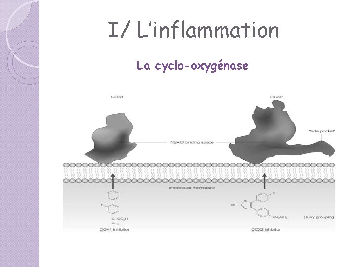 I/ L’inflammation La cyclo-oxygénase I/ L’inflammation La cyclo-oxygénase