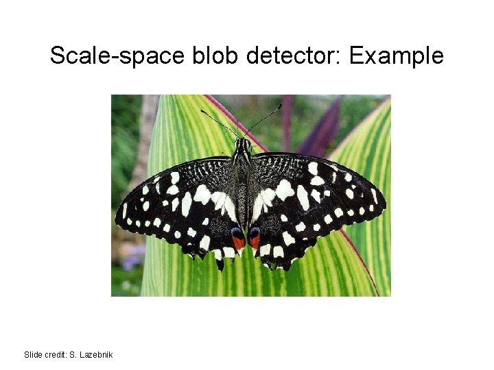 Scale-space blob detector: Example Slide credit: S. Lazebnik Scale-space blob detector: Example Slide credit: S. Lazebnik