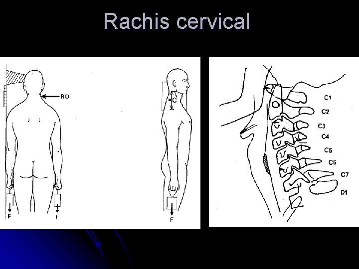 Rachis cervical 