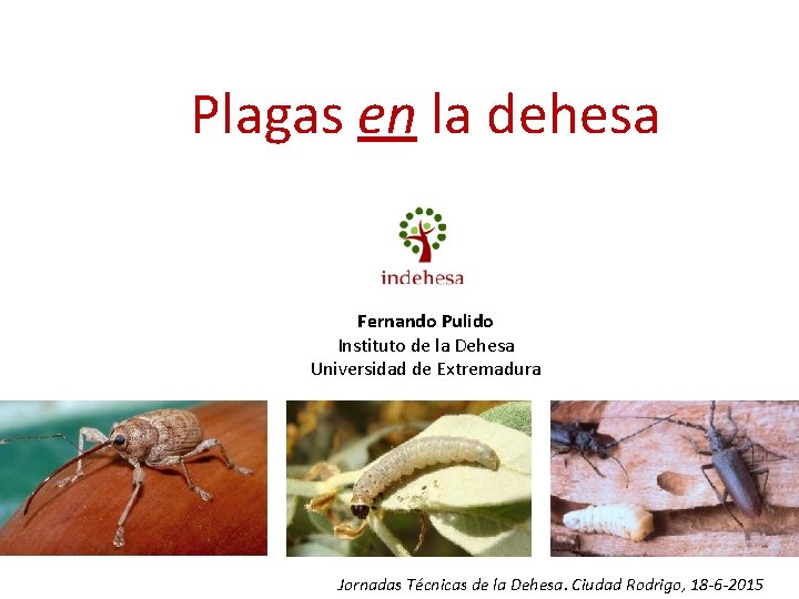 Plagas en la dehesa Fernando Pulido Instituto de la Dehesa Universidad de Extremadura Jornadas