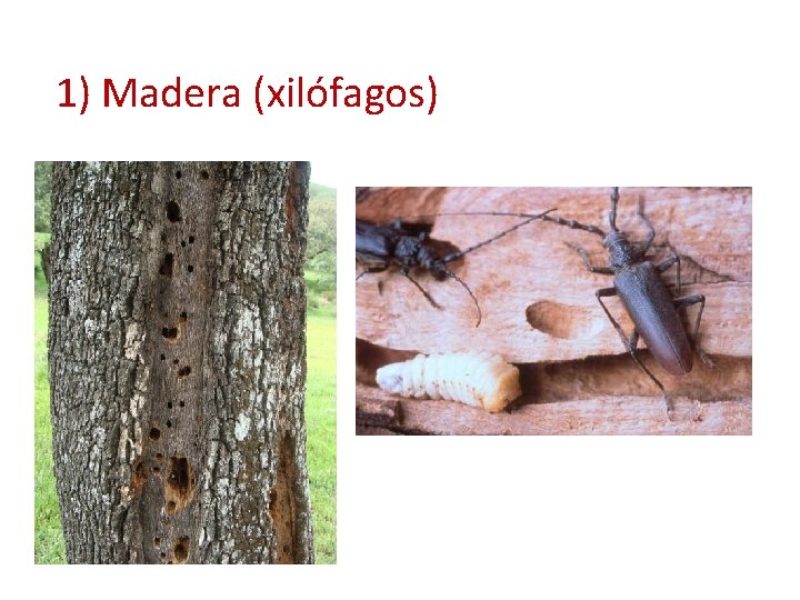1) Madera (xilófagos) 