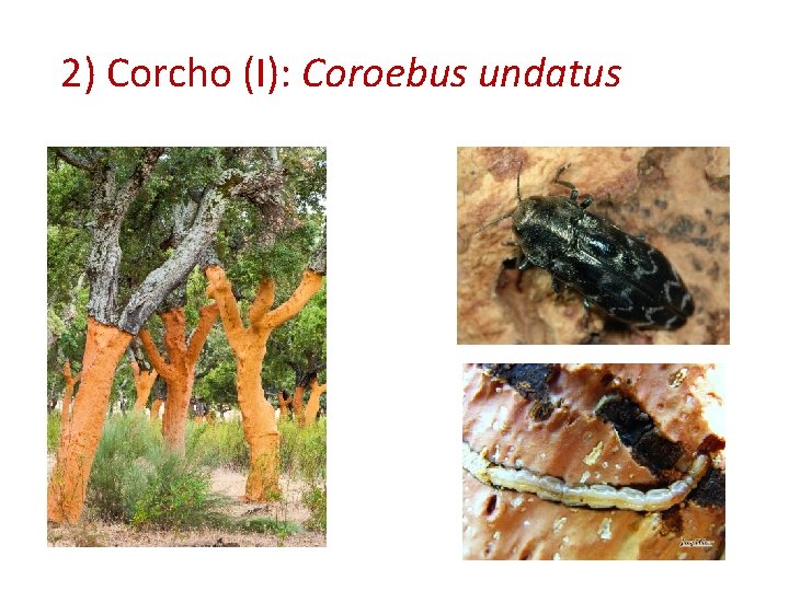 2) Corcho (I): Coroebus undatus 