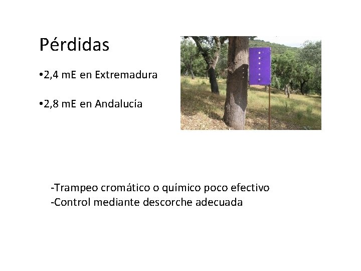 Pérdidas • 2, 4 m. E en Extremadura • 2, 8 m. E en
