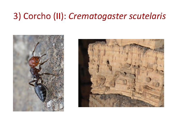 3) Corcho (II): Crematogaster scutelaris 