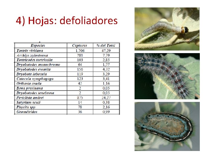 4) Hojas: defoliadores 