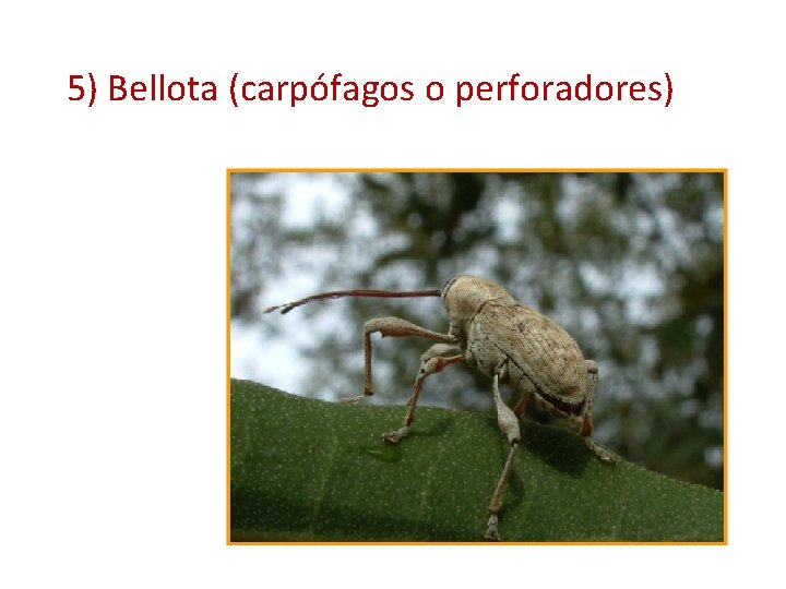 5) Bellota (carpófagos o perforadores) 