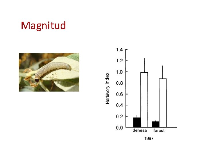 Magnitud 