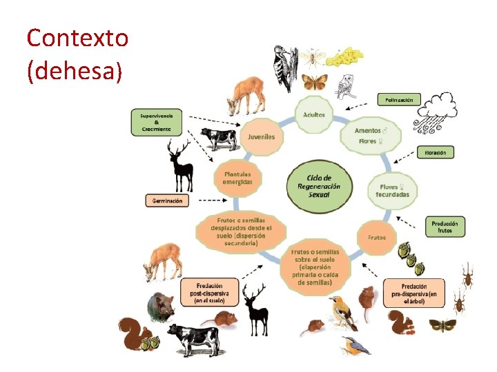 Contexto (dehesa) 