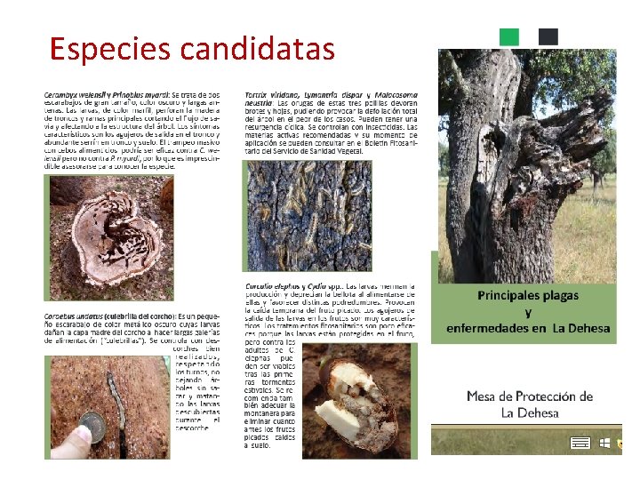 Especies candidatas 