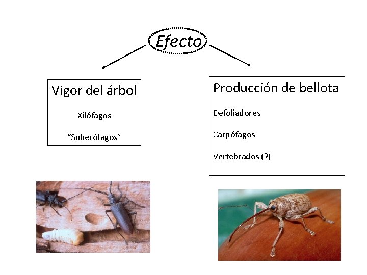 Efecto Vigor del árbol Producción de bellota Xilófagos Defoliadores “Suberófagos” Carpófagos Vertebrados (? )