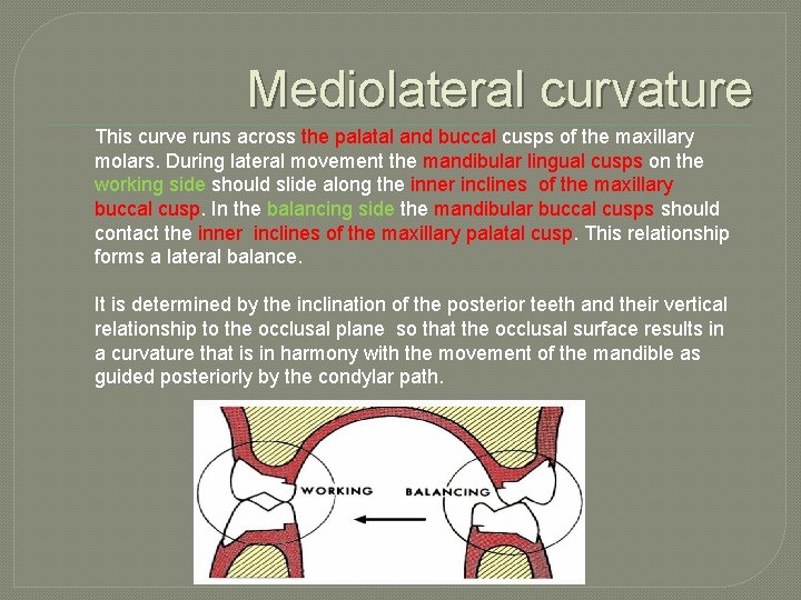 Mediolateral curvature This curve runs across the palatal and buccal cusps of the maxillary