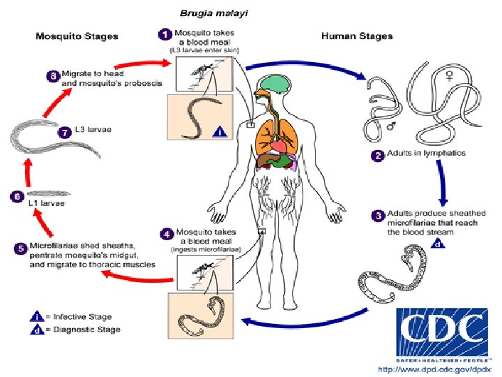 Siklus Parasit Pada Vektor Adrial Department Of Parasitolgy