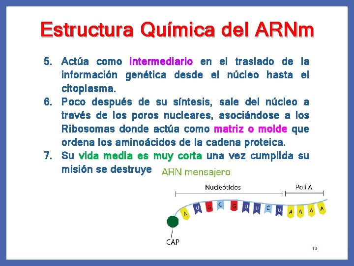 Estructura Química del ARNm 5. Actúa como intermediario en el traslado de la información