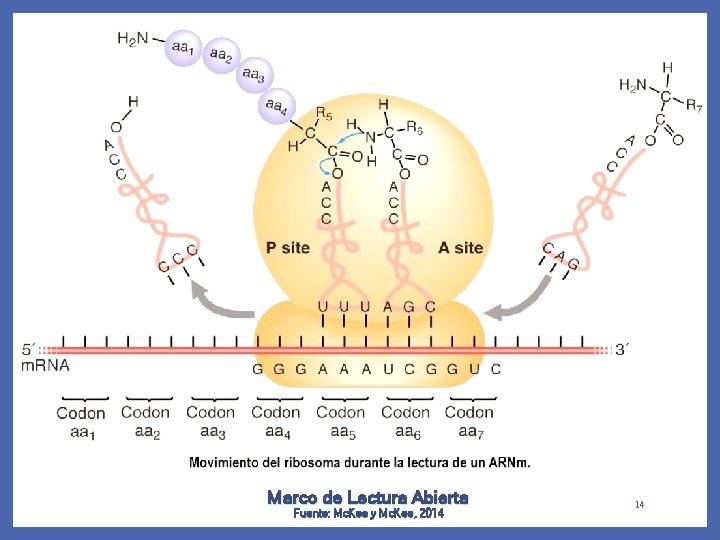 Marco de Lectura Abierta Fuente: Mc. Kee y Mc. Kee, 2014 14 