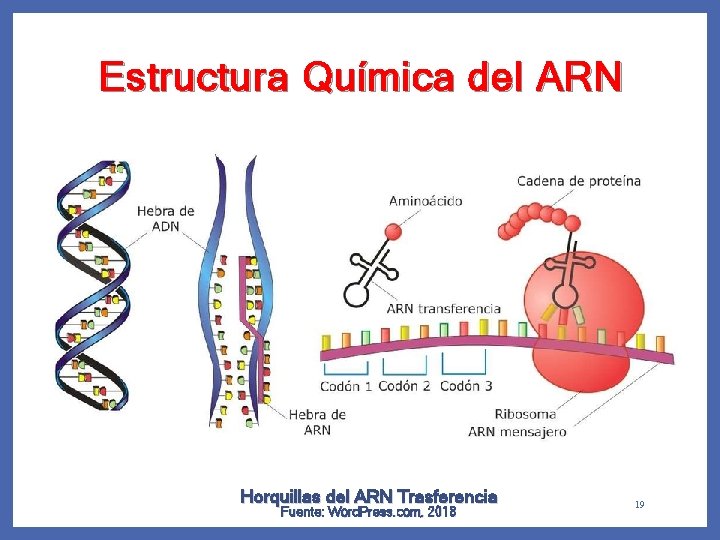 Estructura Química del ARN Horquillas del ARN Trasferencia Fuente: Word. Press. com, 2018 19