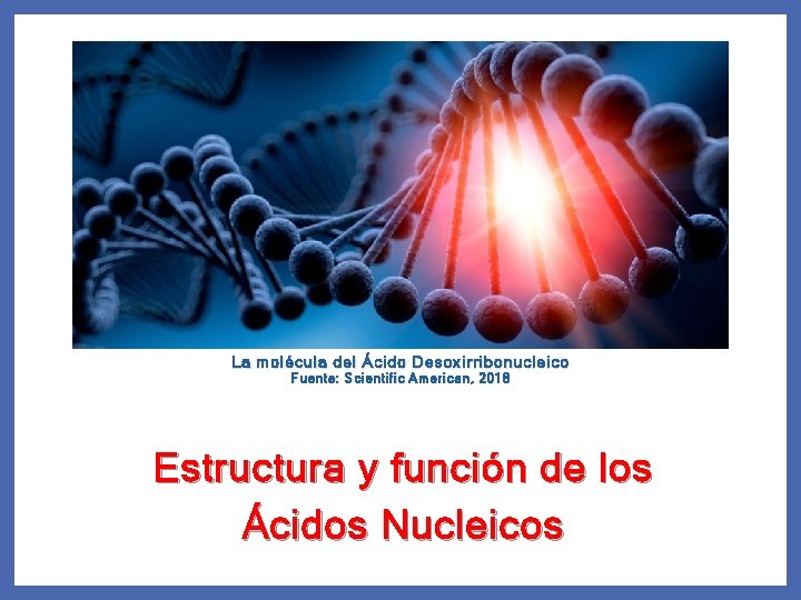 La molécula del Ácido Desoxirribonucleico Fuente: Scientific American, 2018 Estructura y función de los