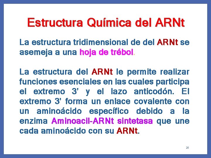 Estructura Química del ARNt La estructura tridimensional de del ARNt se asemeja a una