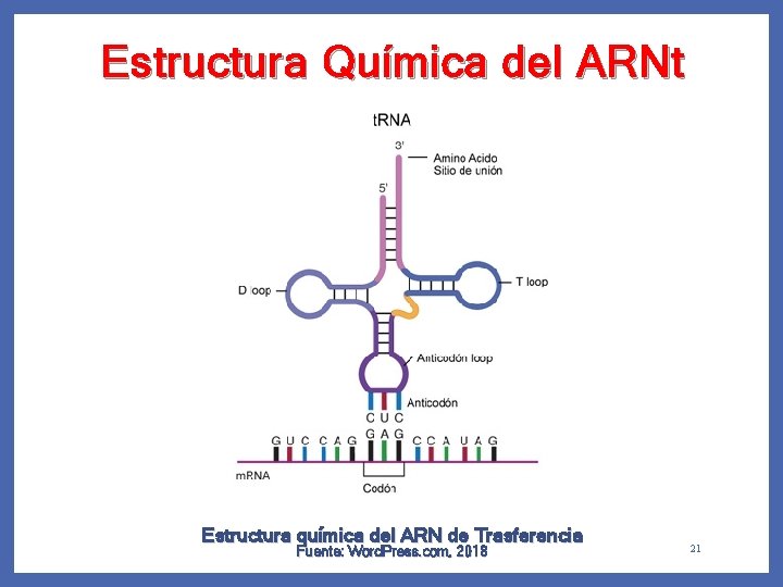 Estructura Química del ARNt Estructura química del ARN de Trasferencia Fuente: Word. Press. com,