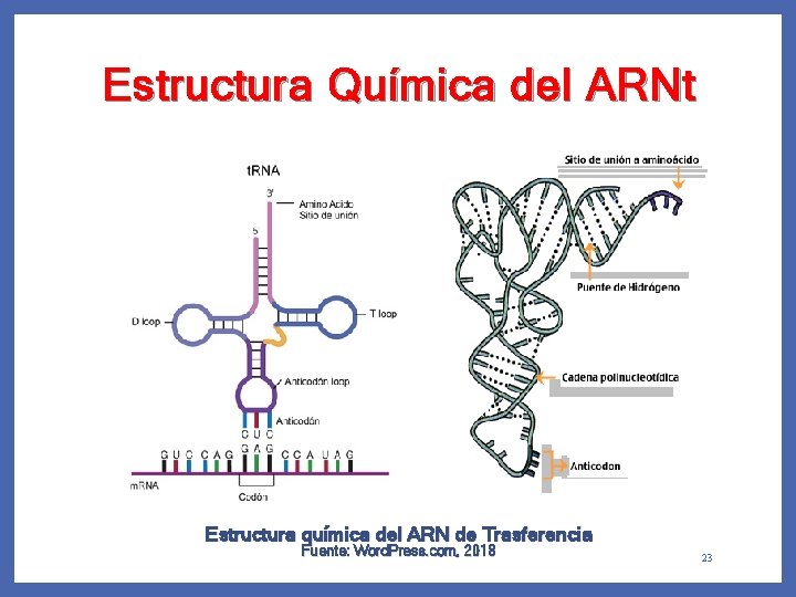 Estructura Química del ARNt Estructura química del ARN de Trasferencia Fuente: Word. Press. com,