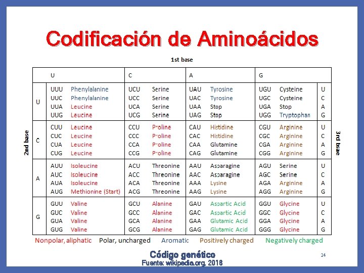 Codificación de Aminoácidos Código genético Fuente: wikipedia. org, 2018 24 
