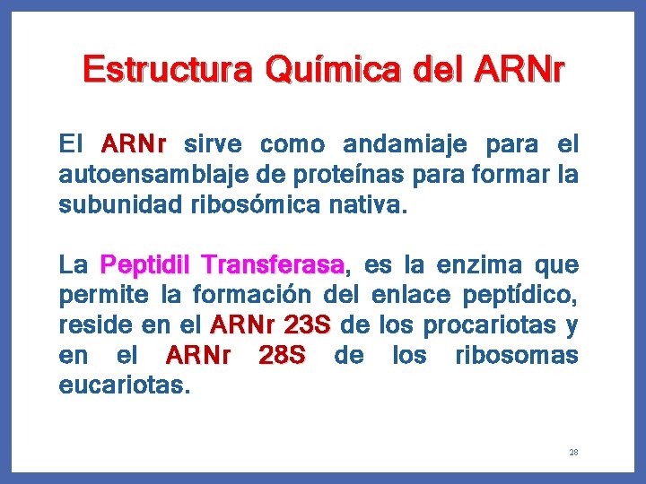 Estructura Química del ARNr El ARNr sirve como andamiaje para el autoensamblaje de proteínas