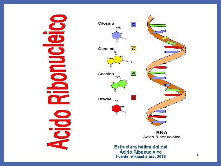 Estructura helicoidal del Ácido Ribonucleico Fuente: wikipedia. org, 2018 3 