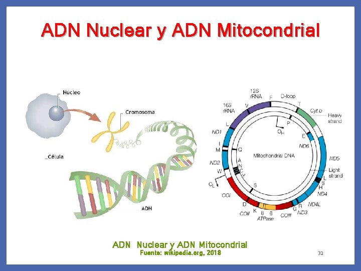ADN Nuclear y ADN Mitocondrial Fuente: wikipedia. org, 2018 32 