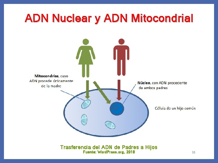 ADN Nuclear y ADN Mitocondrial Trasferencia del ADN de Padres a Hijos Fuente: Word.