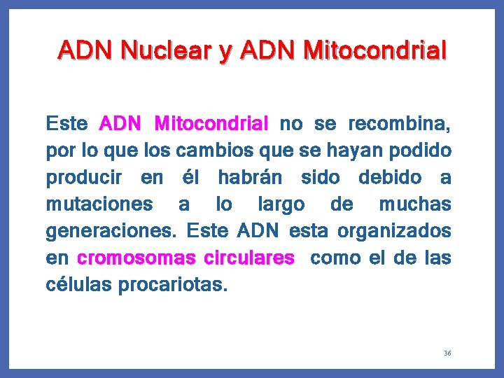 ADN Nuclear y ADN Mitocondrial Este ADN Mitocondrial no se recombina, por lo que