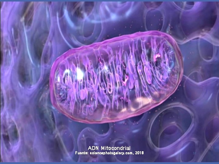 ADN Nuclear y ADN Mitocondrial Fuente: sciencephotogalery. com, 2018 37 