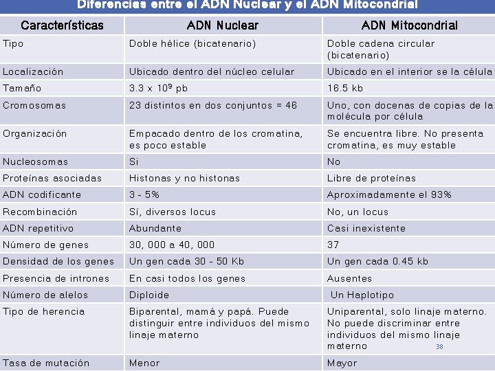 Diferencias entre el ADN Nuclear y el ADN Mitocondrial Características ADN Nuclear ADN Mitocondrial