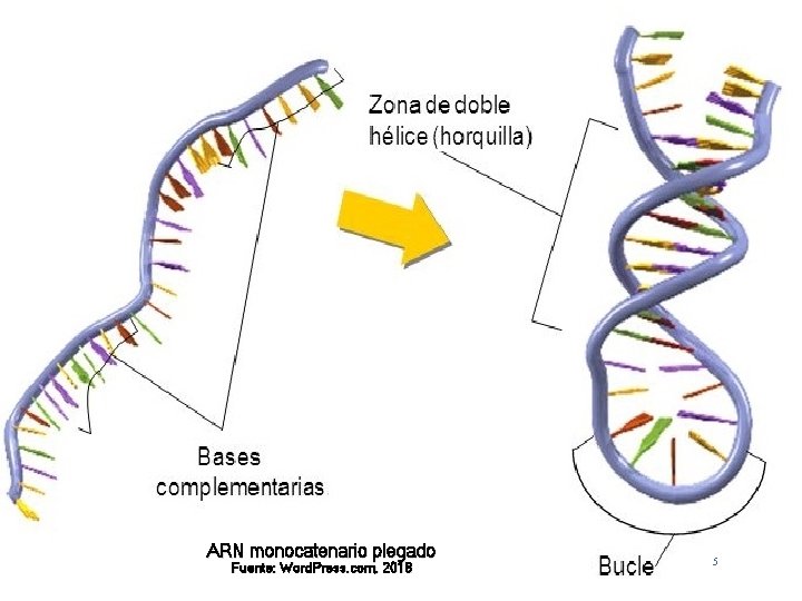 ARN monocatenario plegado Fuente: Word. Press. com, 2018 5 