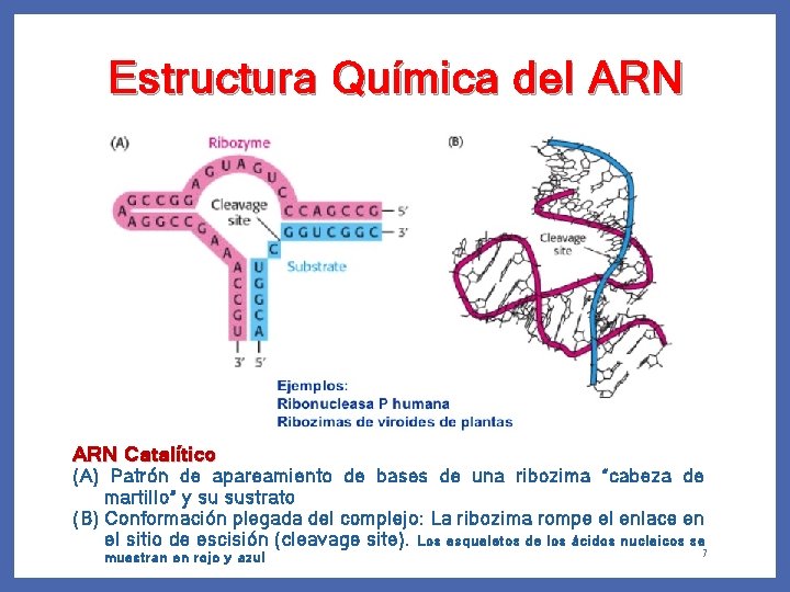 Estructura Química del ARN Catalítico (A) Patrón de apareamiento de bases de una ribozima