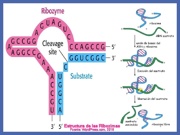 Estructura química Estructura de las Ribozimas Fuente: Word. Press. com, 2018 8 