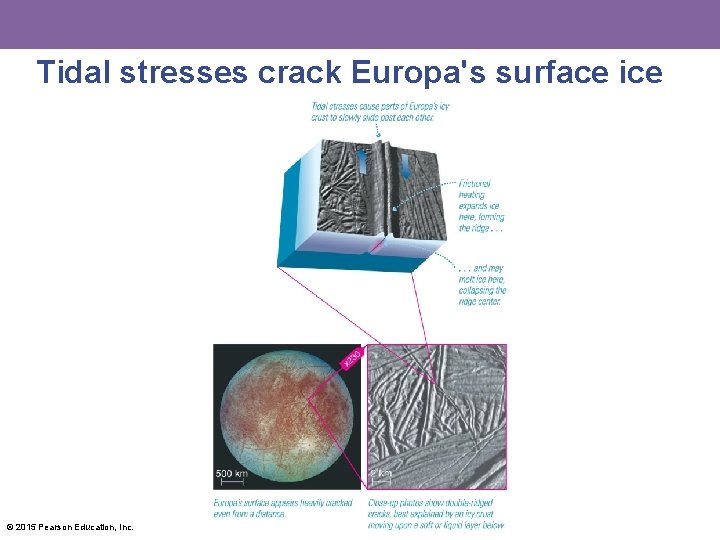 Tidal stresses crack Europa's surface ice © 2015 Pearson Education, Inc. 