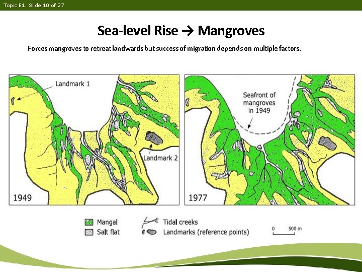 Topic E 1. Slide 10 of 27 Sea-level Rise → Mangroves Forces mangroves to