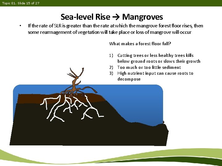 Topic E 1. Slide 15 of 27 Sea-level Rise → Mangroves • If the