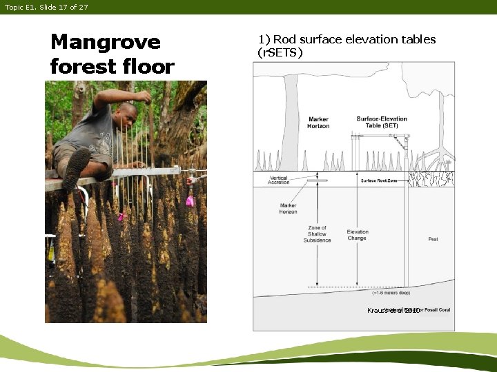 Topic E 1. Slide 17 of 27 Mangrove forest floor elevation 1) Rod surface