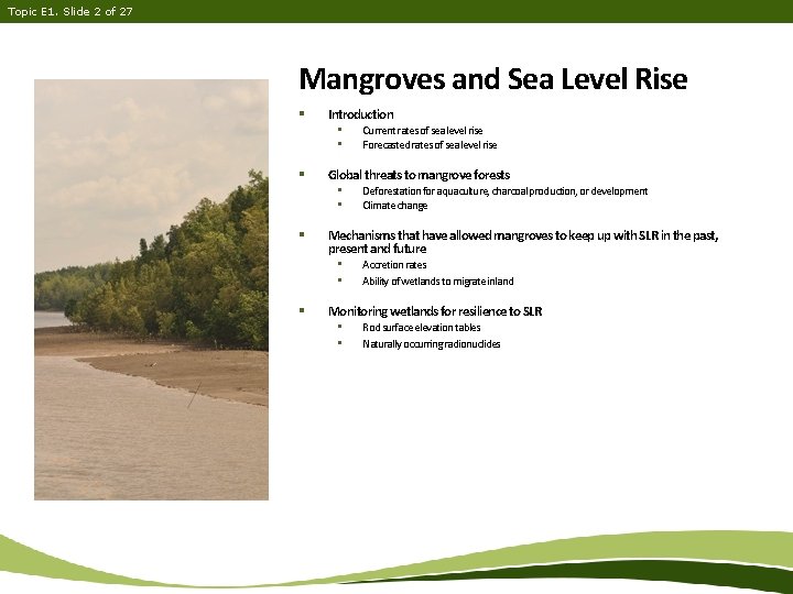 Topic E 1. Slide 2 of 27 Mangroves and Sea Level Rise § Introduction