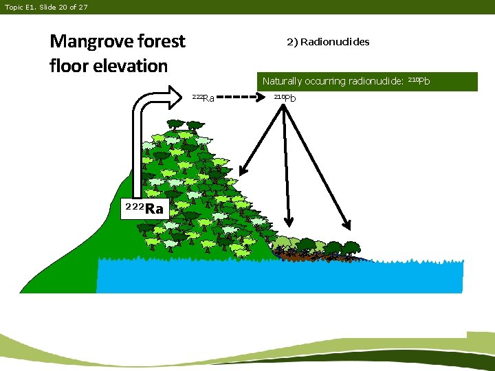 Topic E 1. Slide 20 of 27 Mangrove forest floor elevation 2) Radionuclides Naturally