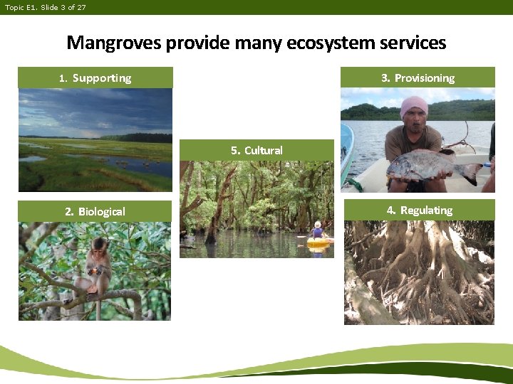 Topic E 1. Slide 3 of 27 Mangroves provide many ecosystem services 1. Supporting