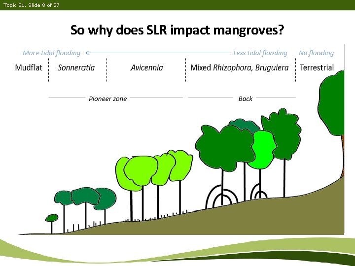 Topic E 1. Slide 8 of 27 So why does SLR impact mangroves? 
