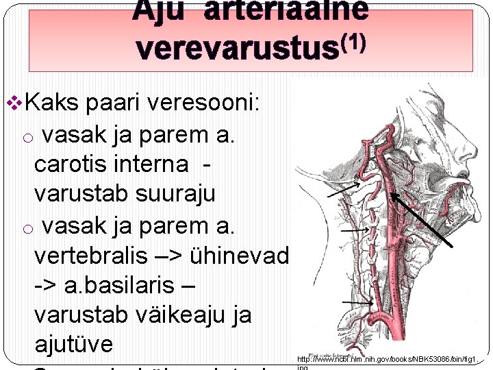 Aju arteriaalne (1) verevarustus v. Kaks paari veresooni: o vasak ja parem a. carotis