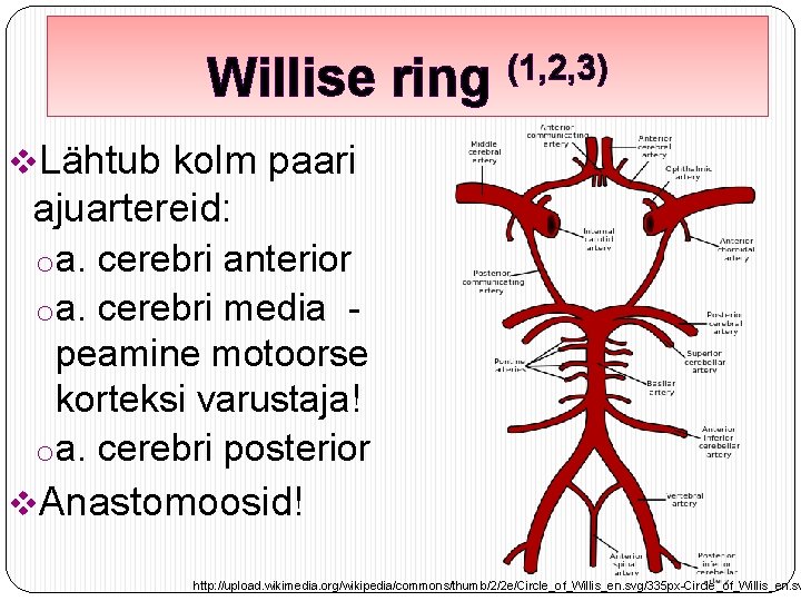 Willise ring (1, 2, 3) v. Lähtub kolm paari ajuartereid: oa. cerebri anterior oa.