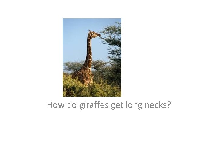 How do giraffes get long necks? 