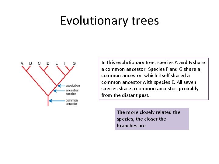 Evolutionary trees In this evolutionary tree, species A and B share a common ancestor.